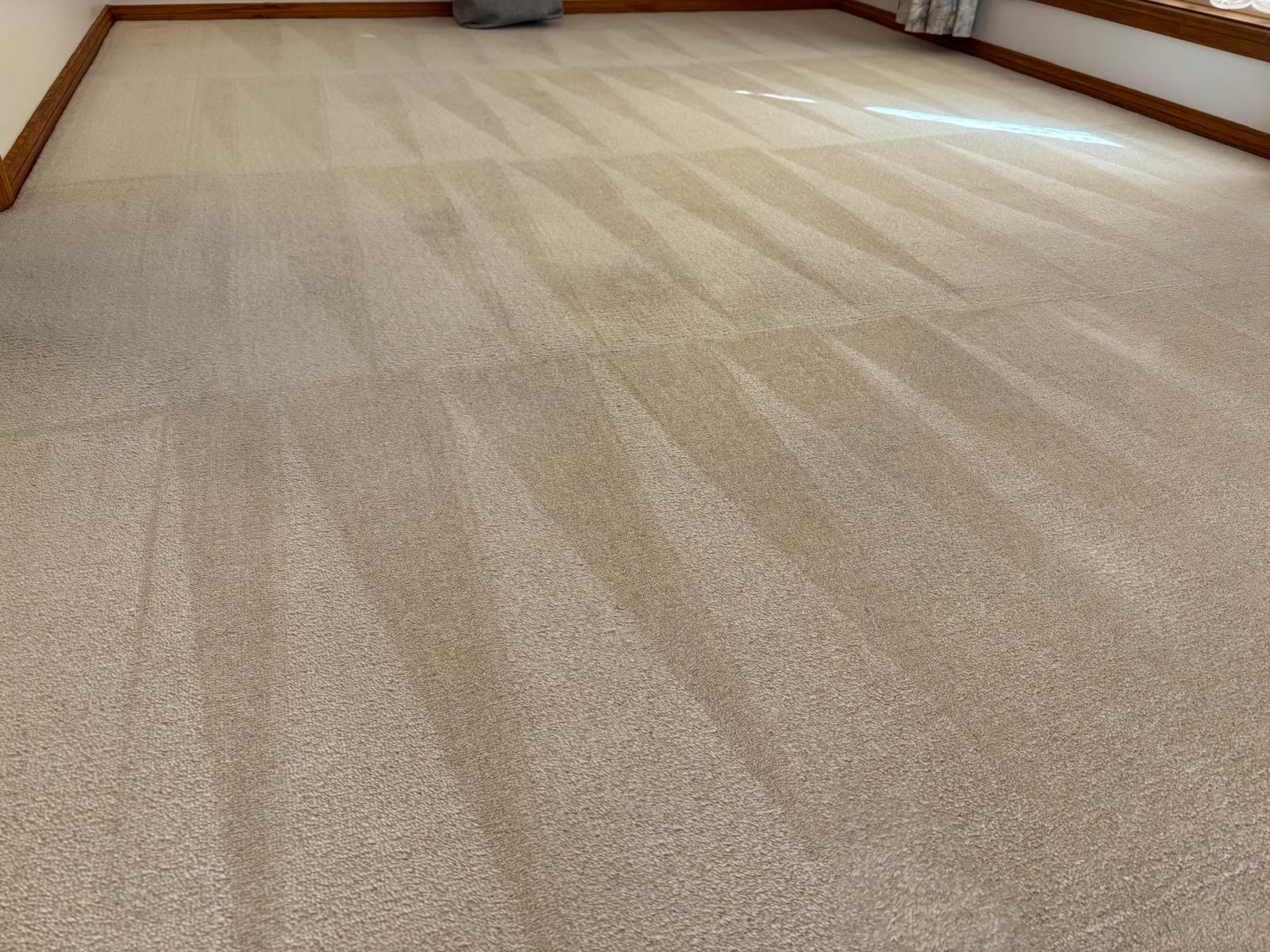 Freshly cleaned beige carpet in an empty room with visible cleaning lines and wooden trim